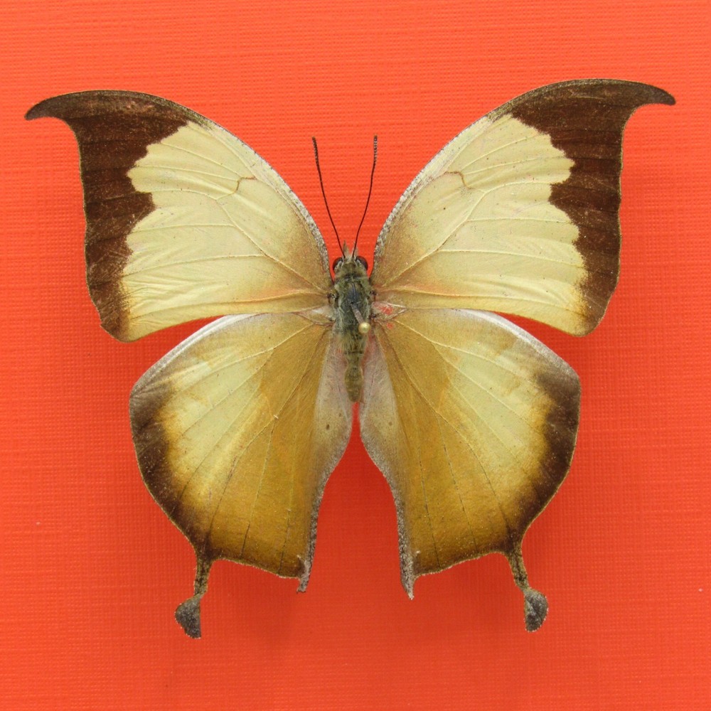 Real mounted butterfly - Consul electra - A1