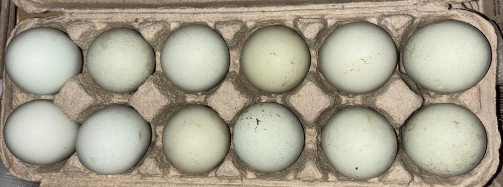 Ameraucana Black Copper Easter Egger Hatching Eggs | Blue Green Olive | Fertile