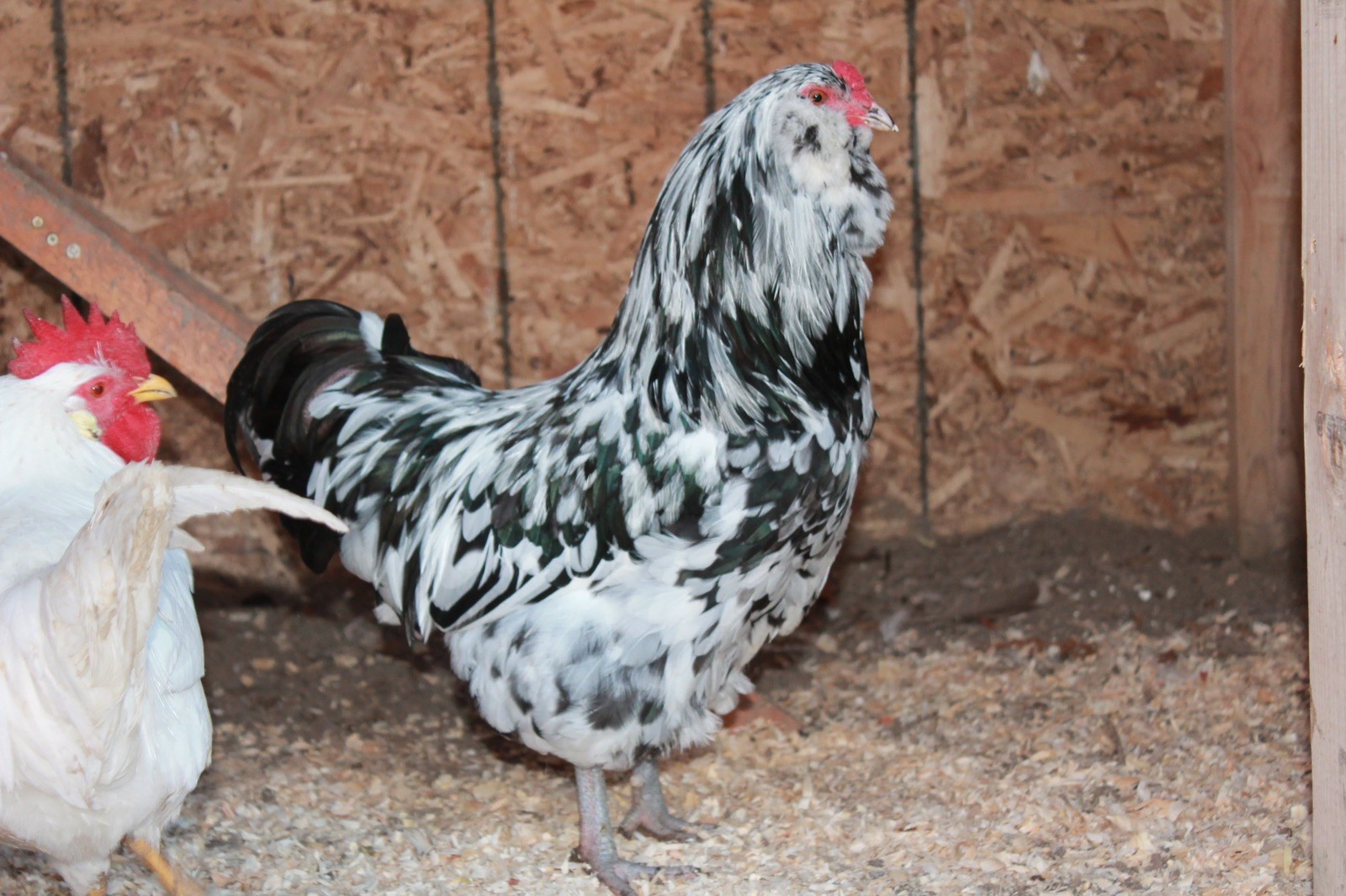 12+ Ermine Ameraucana Hatching Eggs - Pure