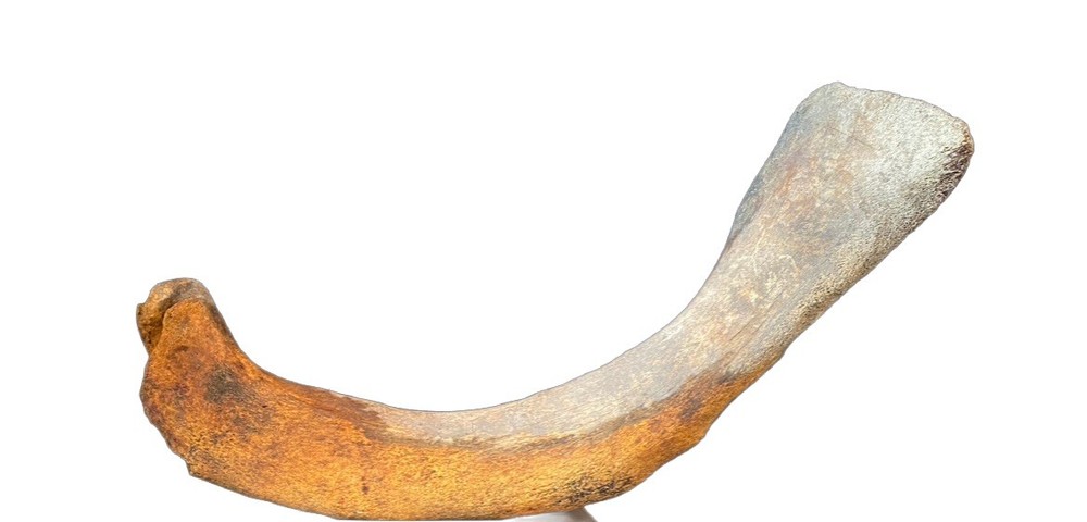 Large, Heavy Fossilized Whale Bone