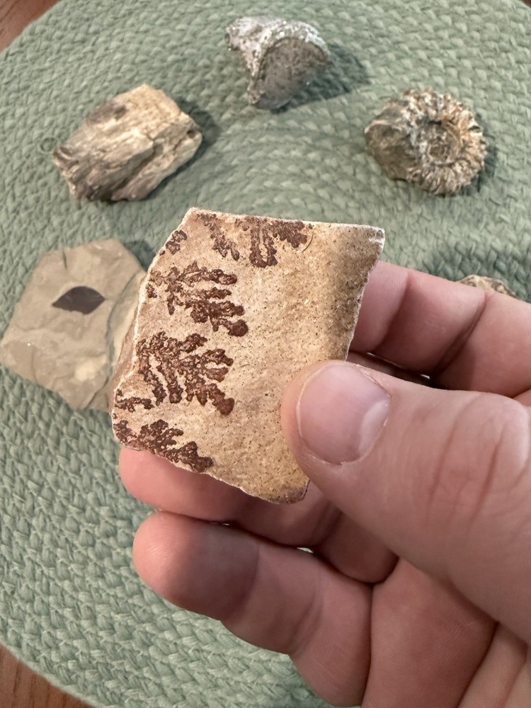 Assorted Fossil Specimens