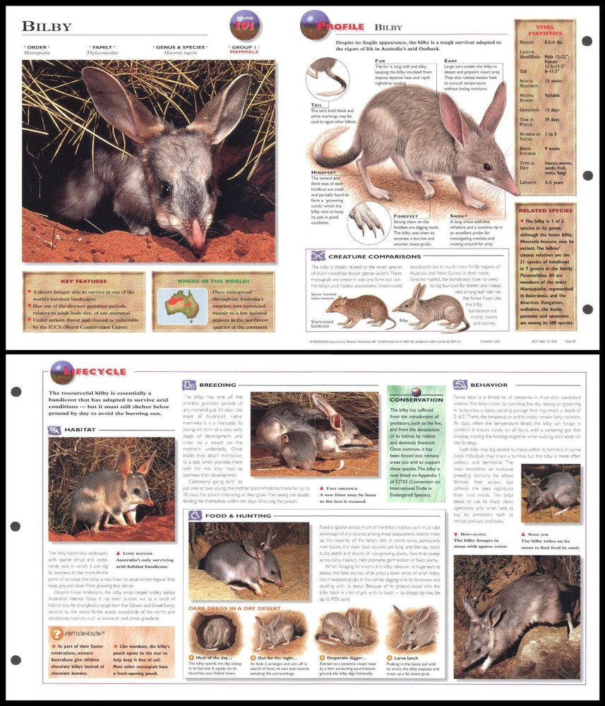 Fold-Out Sheet - Bilby - 191