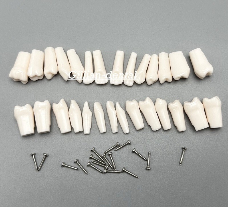 Dental Replacement Screw-in Teeth Typodont Model Practice Removable Tooth Models