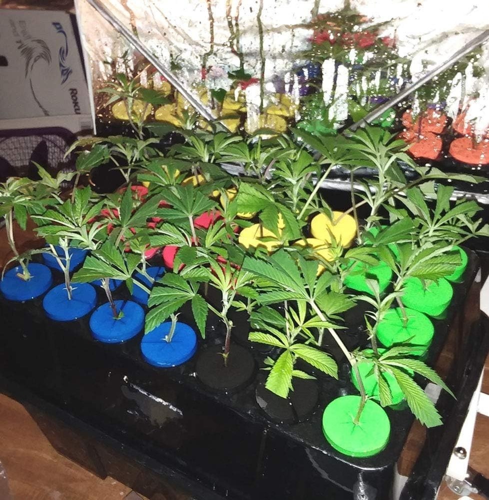 Non-Toxic 1.625" Cloning Collars with 6 Sprayers - Optimize Cloning Success