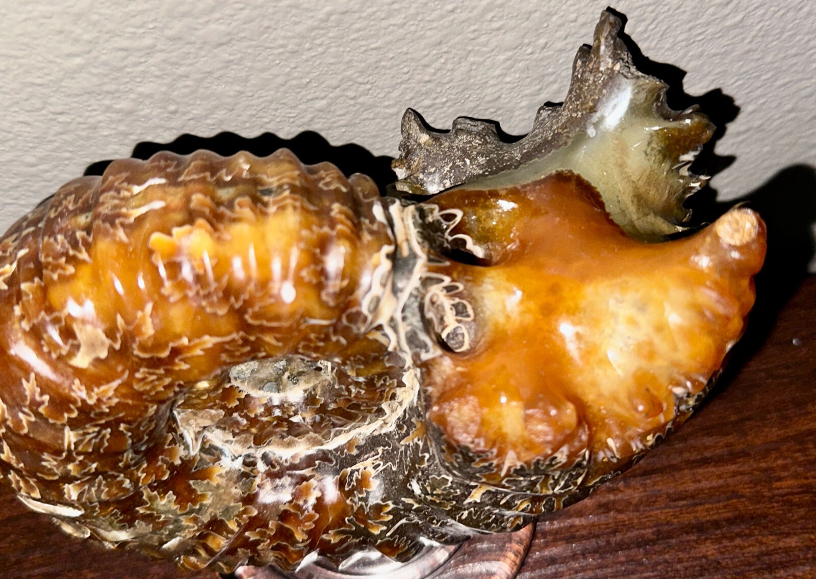 Rare Beautiful "Goat Horn" Ammonite Fossil 3 lb. 5.8 oz. 1526 grams #58