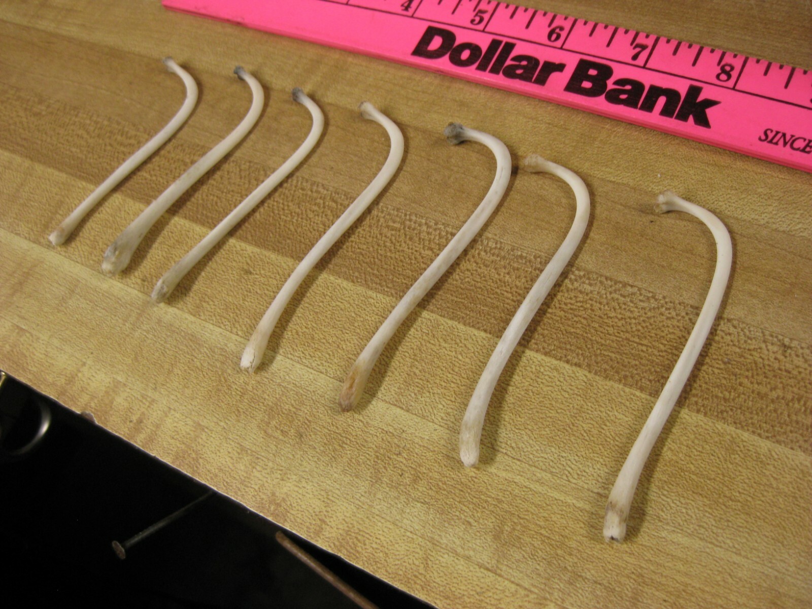 Raccoon Baculum Bone You Are Buying 1 Bone Only