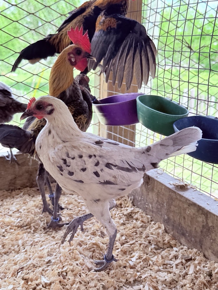 12+ Lemon Blue Modern Game Bantam Hatching Eggs