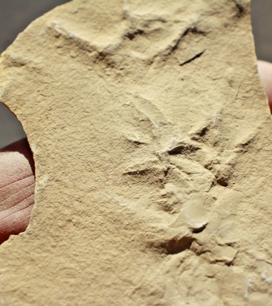 Three Positive Fossil Bird Tracks