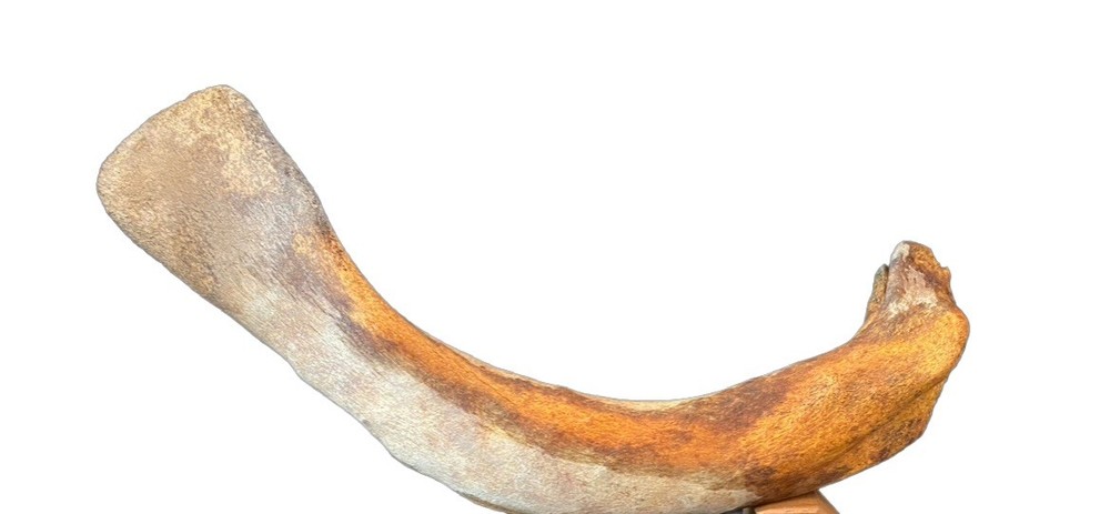Large, Heavy Fossilized Whale Bone