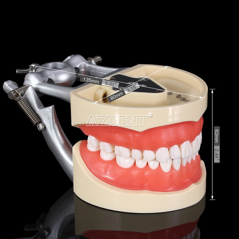 Dental Teeth Model With Removable Teeth Compatible with 200 teeth