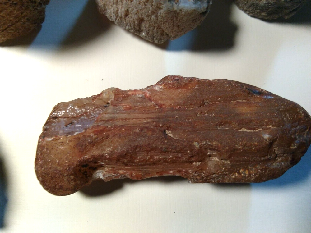 Petrified Wood Limb Casts- Over 10-1/2 lbs.