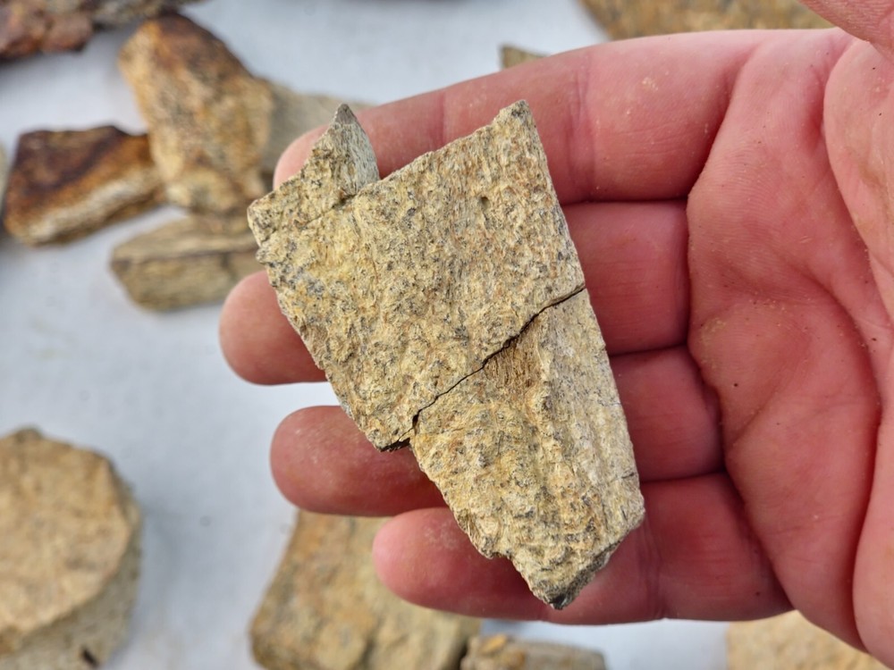 Lance Formation Dinosaur Bone Projects (Triceratops Frill?) - WY