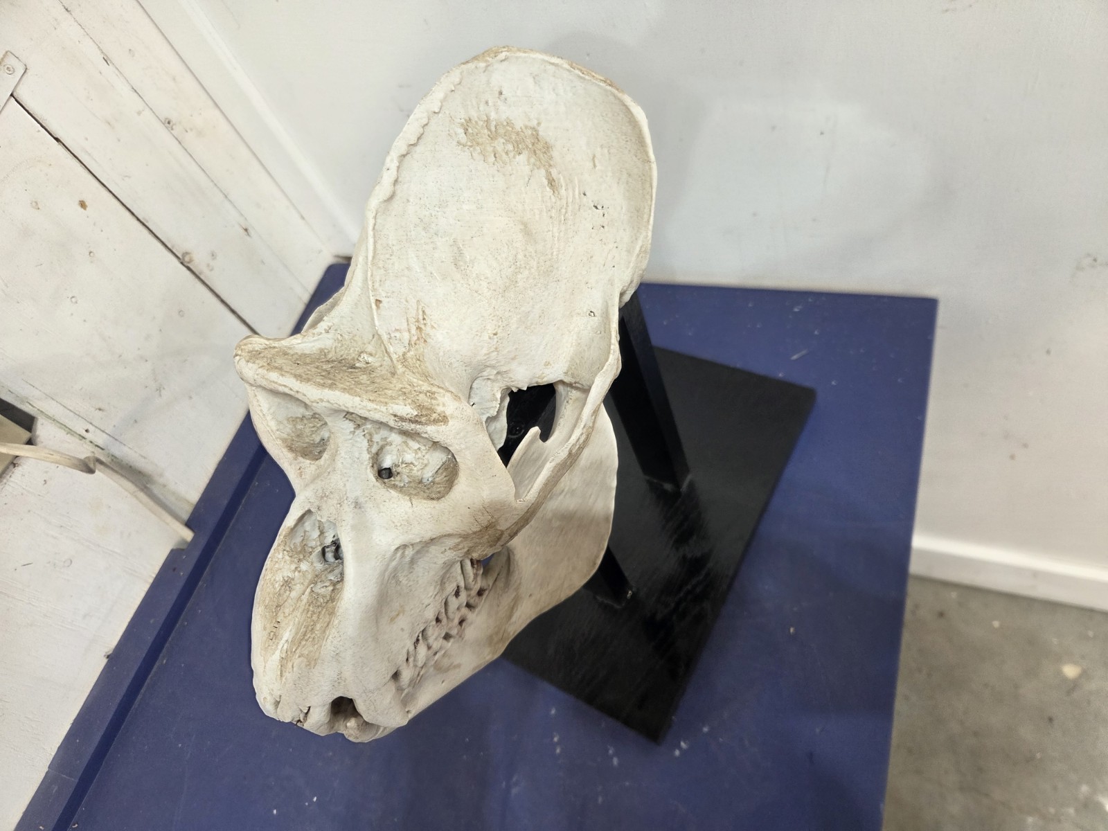 Gorilla Skull Replica Life Size, With Wood Stand.