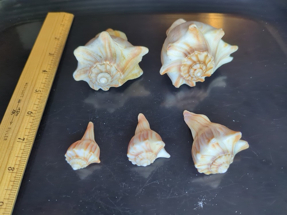 Knobby Whelk shells