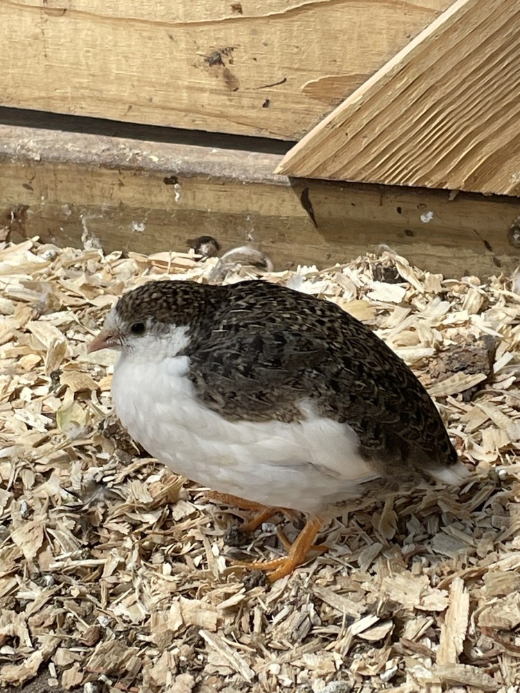 1 Dozen Button Quail Eggs (Brown/Green/Blue) Hatching Eggs