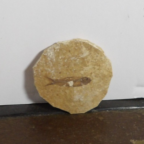 Stone Fish Fossil