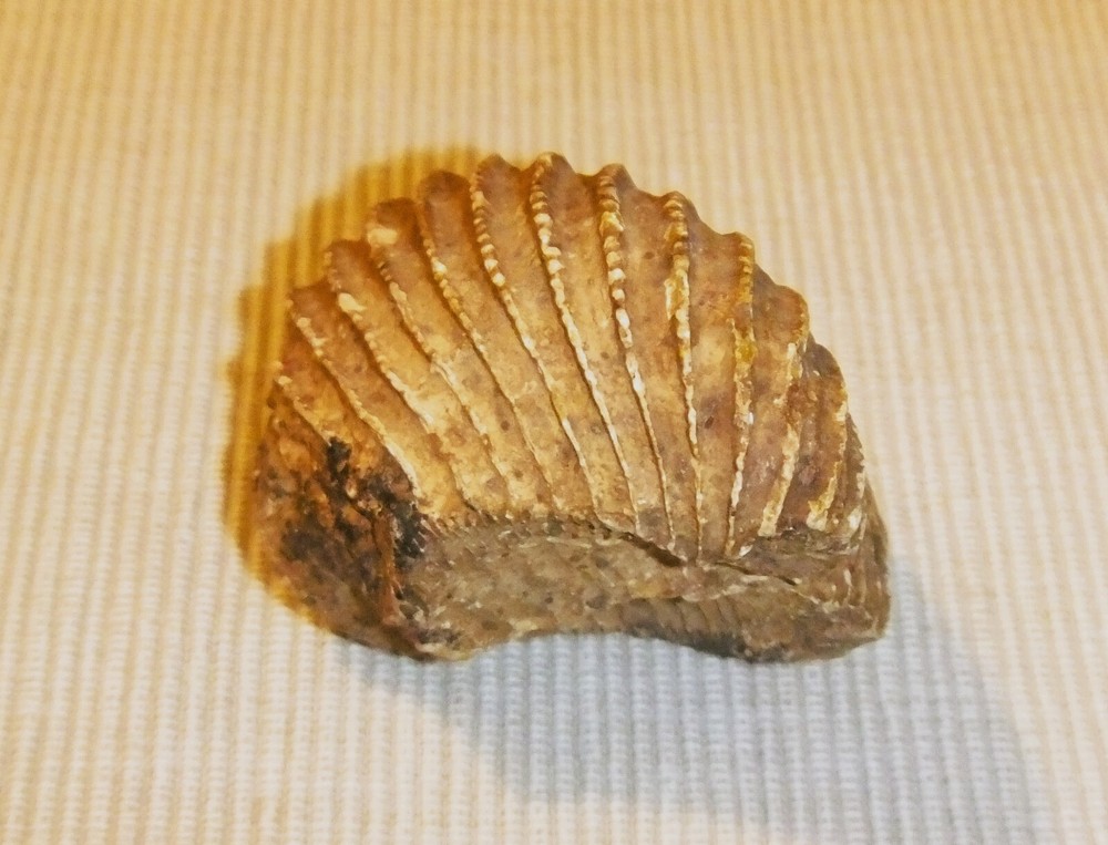PTEROTRIGONIA FOSSIL