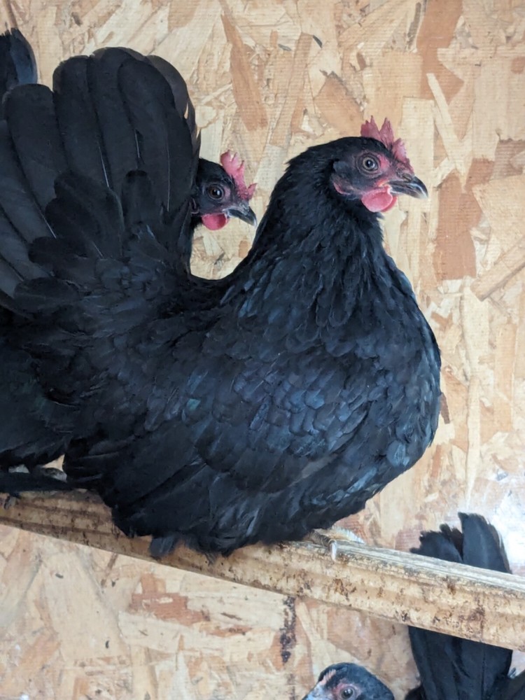 12 Black Japanese Bantam Hatching Eggs