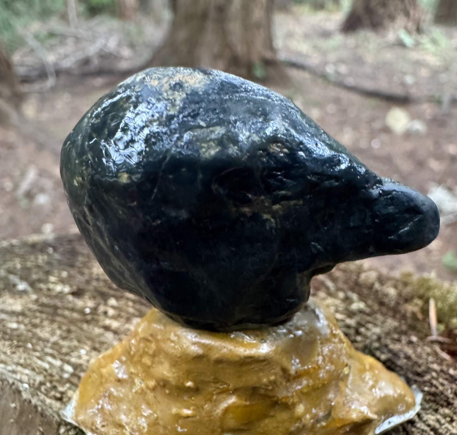 Rare Museum-Grade 32g Complete Fossil Fish – Mineralized , Blakeley Formation