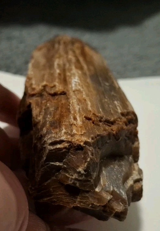 Petrified Wood Rough 6x2 472g