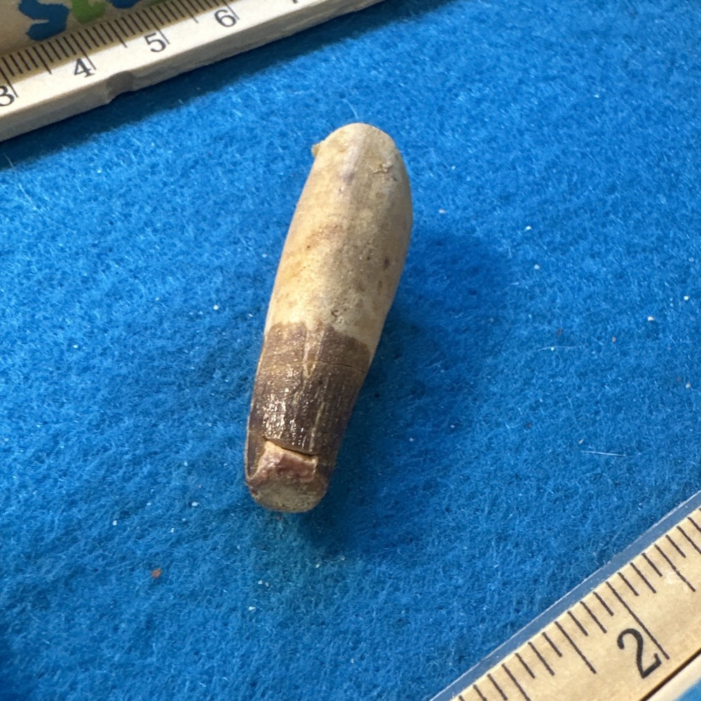 Spinosaurus Extinct Dinosaur Partial Tooth Fossil in Display Case