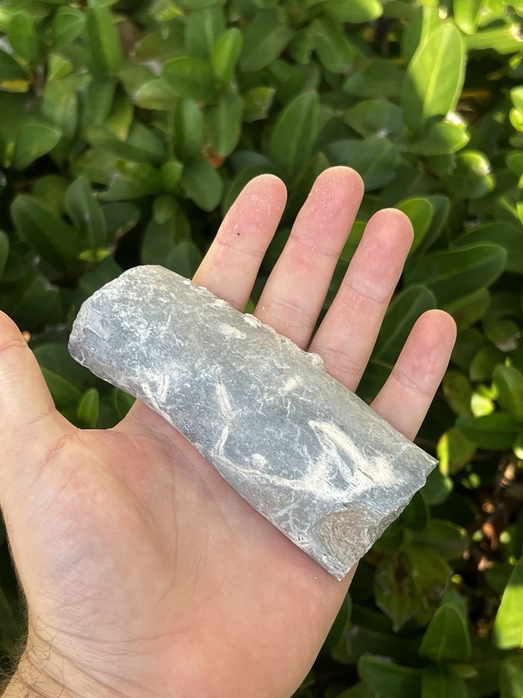 Fossil Dugong Bone With Awesome Lightning Pattern Florida Fossils Miocene