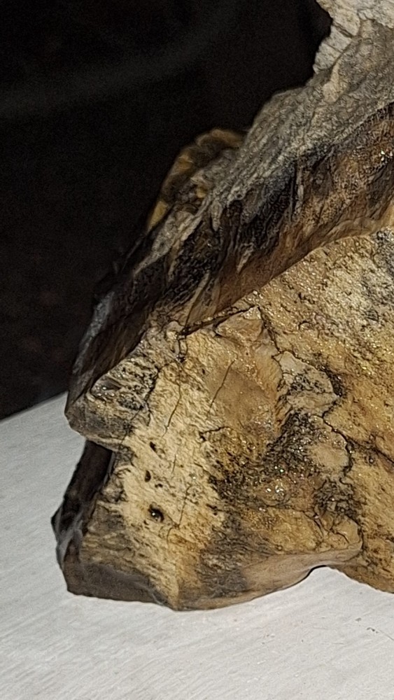 petrified wood log