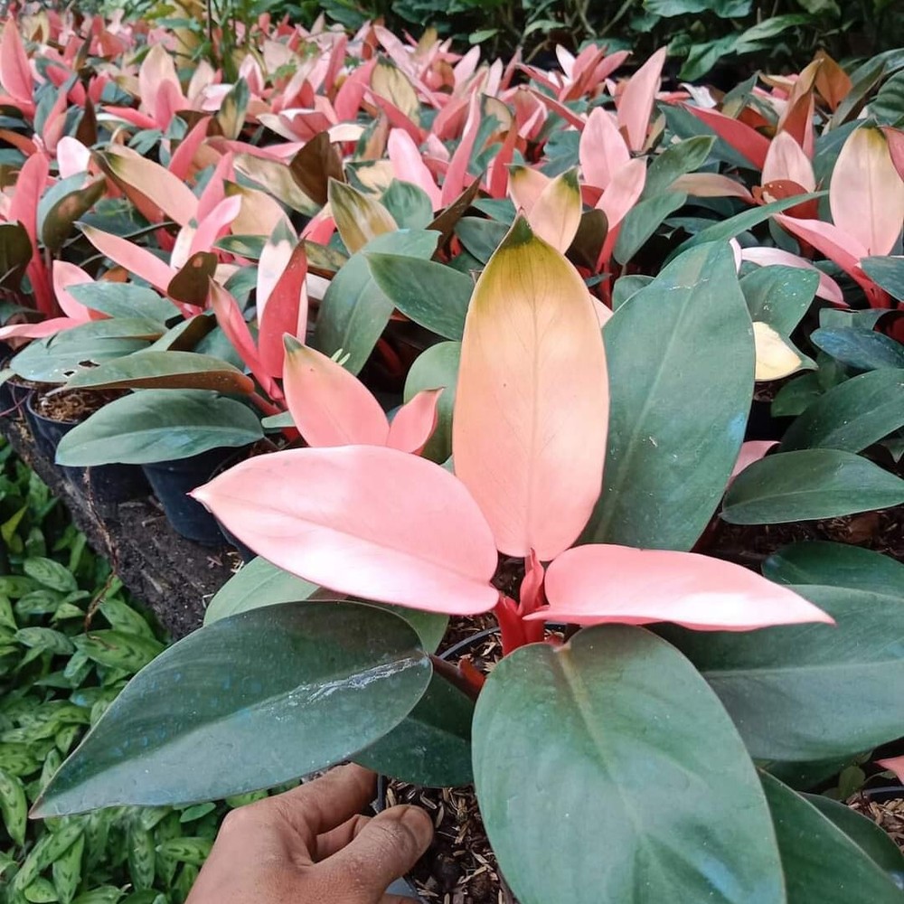 Philodendron Pink Congo Variegated Free Phytosanitary Certificate
