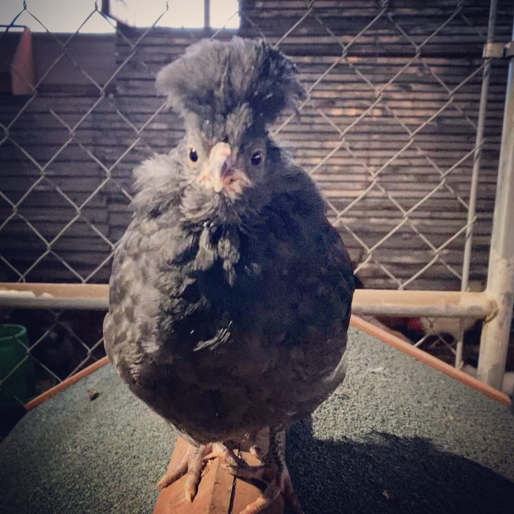 6+ Crevecoeur Hatching Eggs