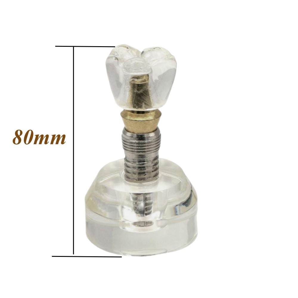 Dental Implant Model Demonstration Teeth Study Teach Models Detachable M2020