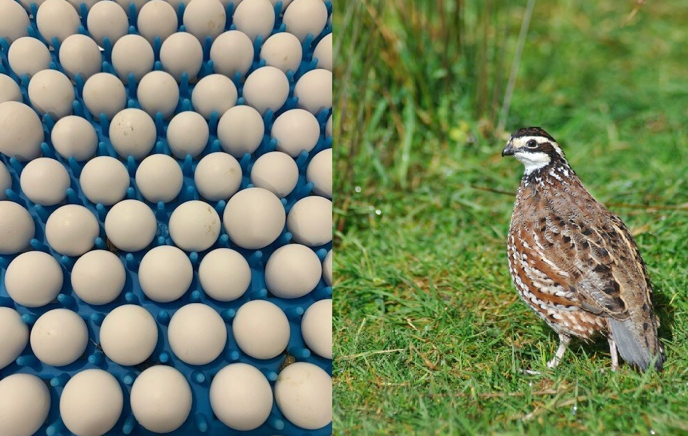 100+ Northern Bobwhite Quail Fertile Hatching Eggs! NPIP Cert - FREE SHIPPING