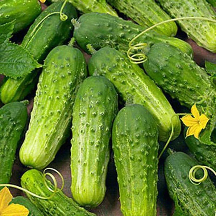 Boston Pickling Cucumber Seeds Heirloom Non-GMO Free Shipping