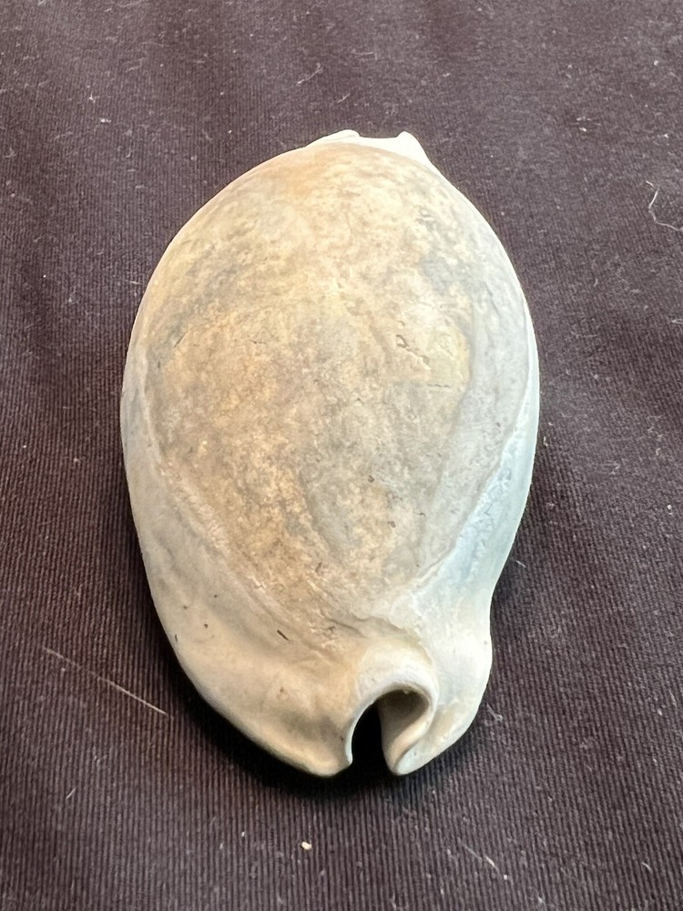 Extinct COWRIE ( Pseudadusta Juyingae ) From Central Florida