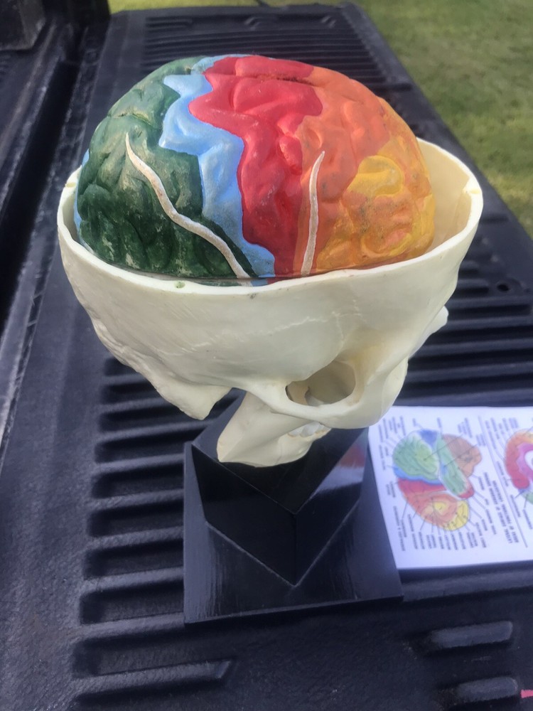 Human Skull Model,4 Part Human Brain with stand