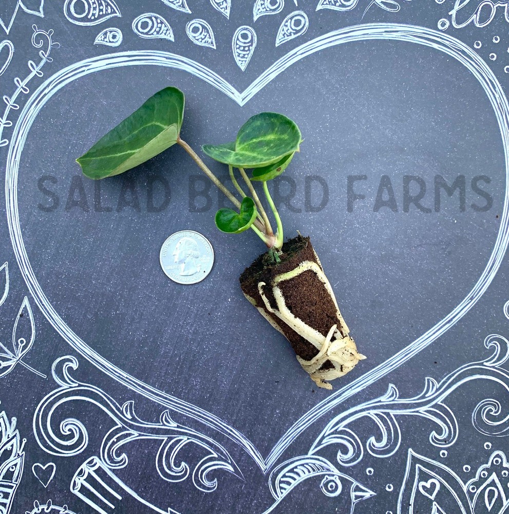 Anthurium clarinervium starter plant