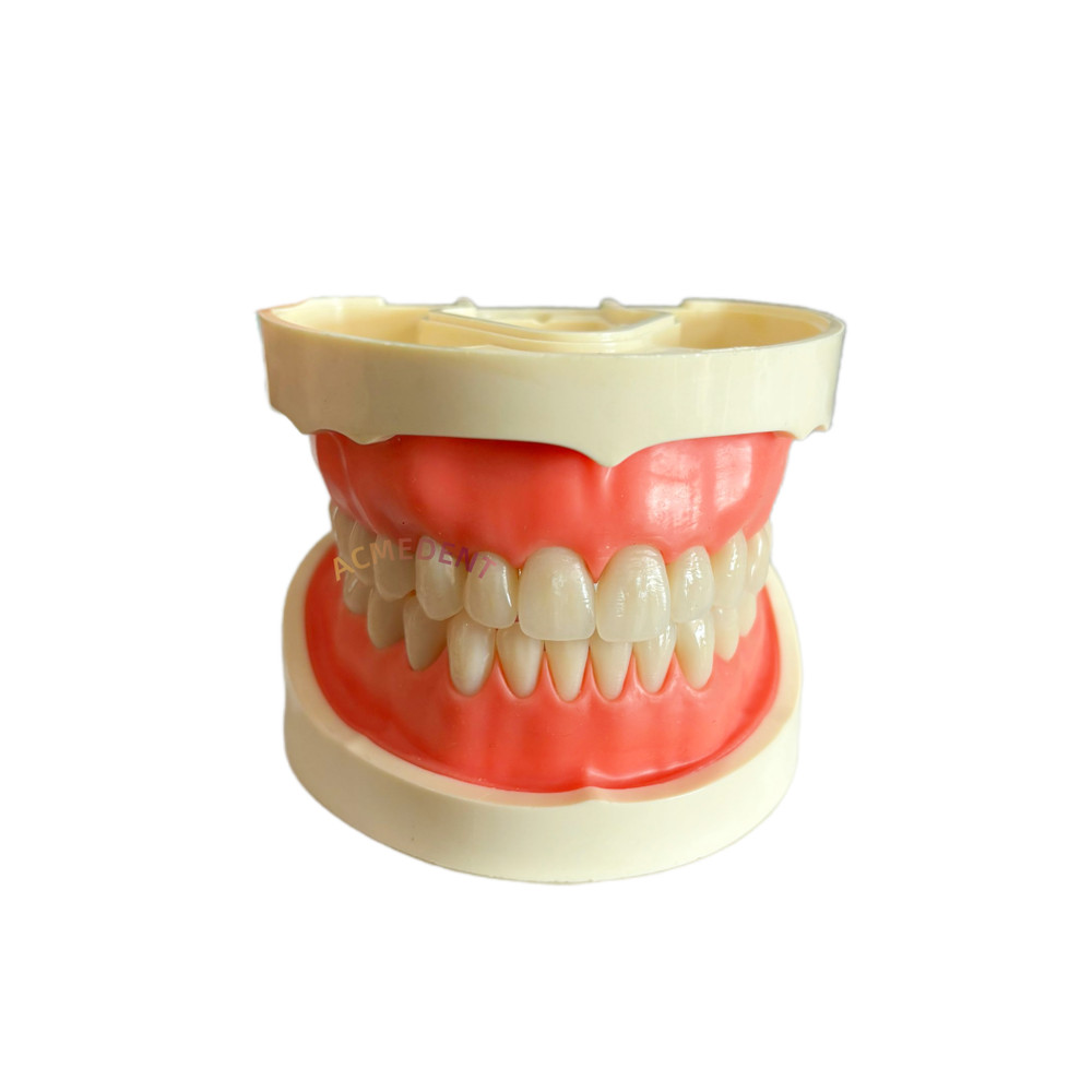 Dental BT Model Black Triangle Anterior Teeth Training Close Gap Clear Matrices
