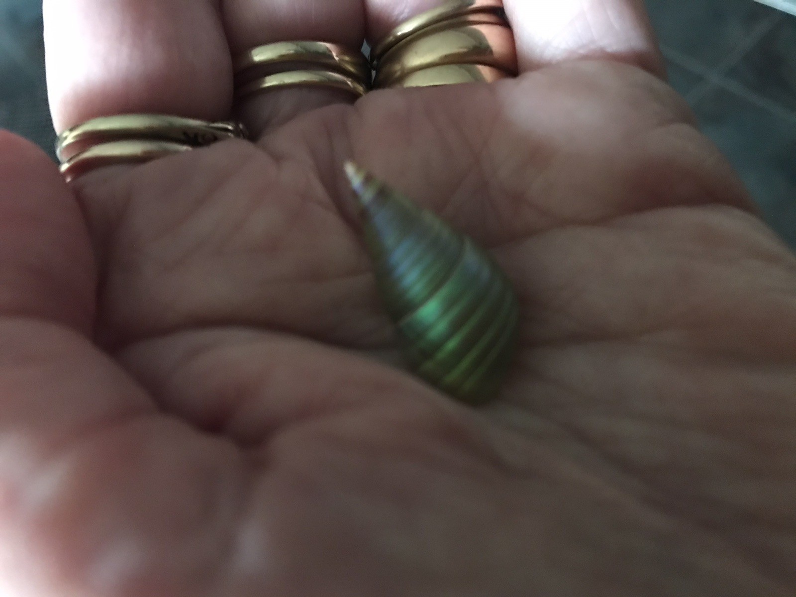 A BOX OF 20 KING MAIREENER SHELLS