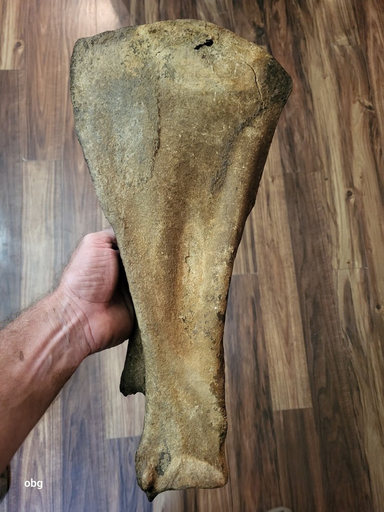 Historic Bison SHOULDER BLADE scapula Holocene era
