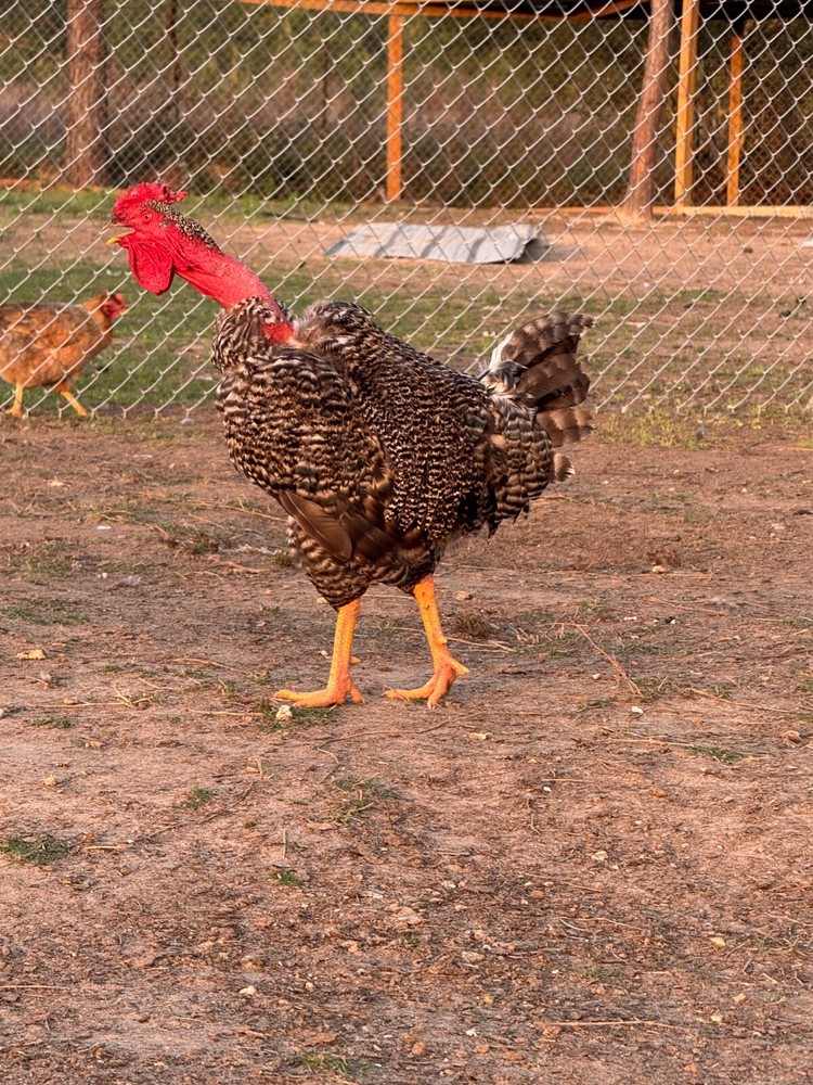 24 Rare Breed Mix Chicken Eggs