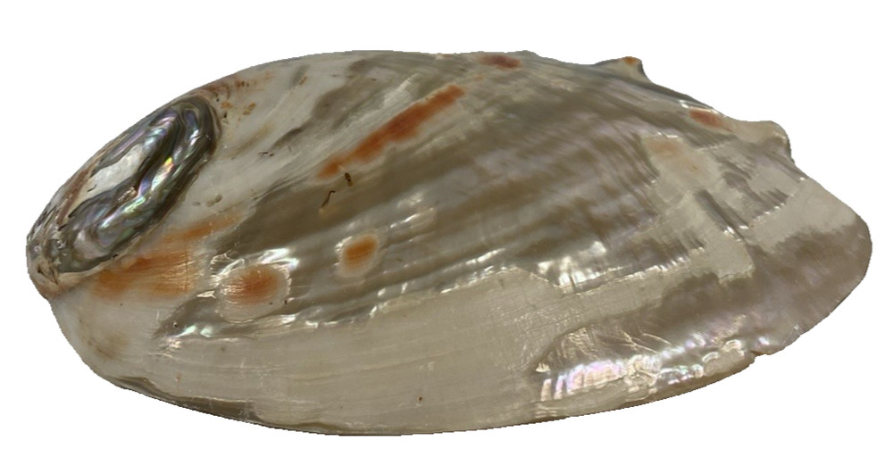 2 Large Gorgeous Abilene Shells 5" and 8" Polished Beach Decor