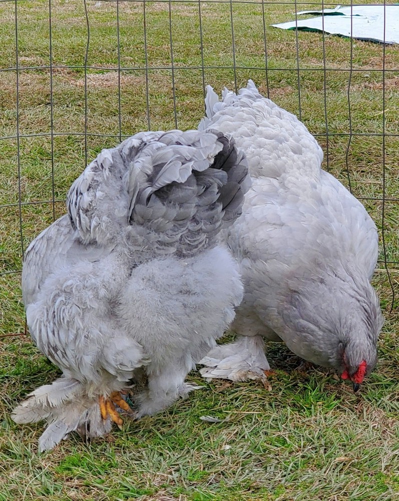8+ Lavender Brahma Hatching Eggs