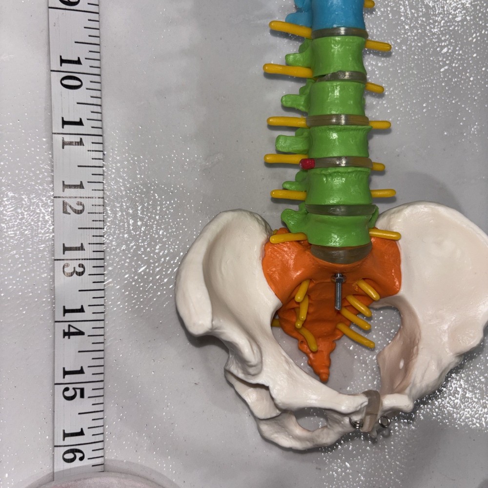 Human Spine Model Skeleton Model Anatomical Model