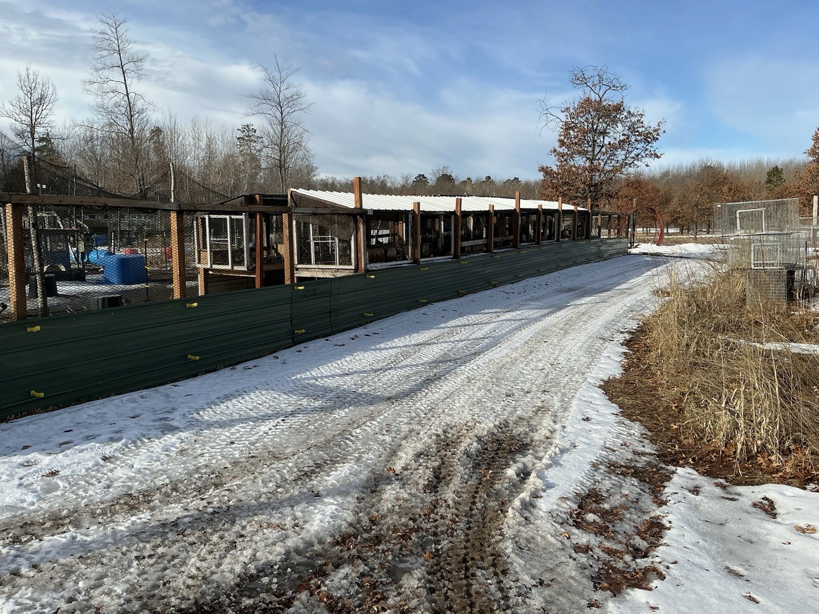 PRESALE Mountain Quail Hatching Eggs Qty 10+2 Shipping Late April Or May