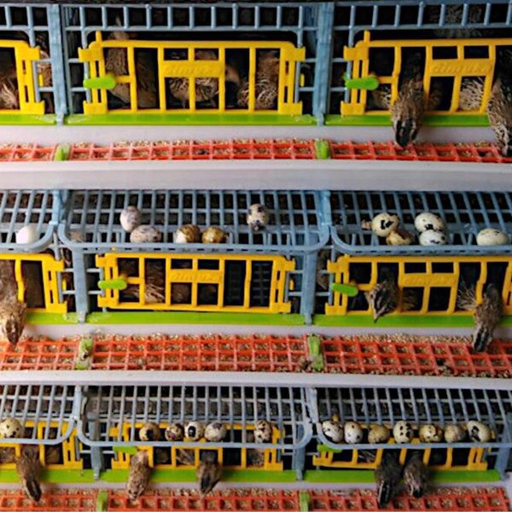 Quail Cage - 3 Layer