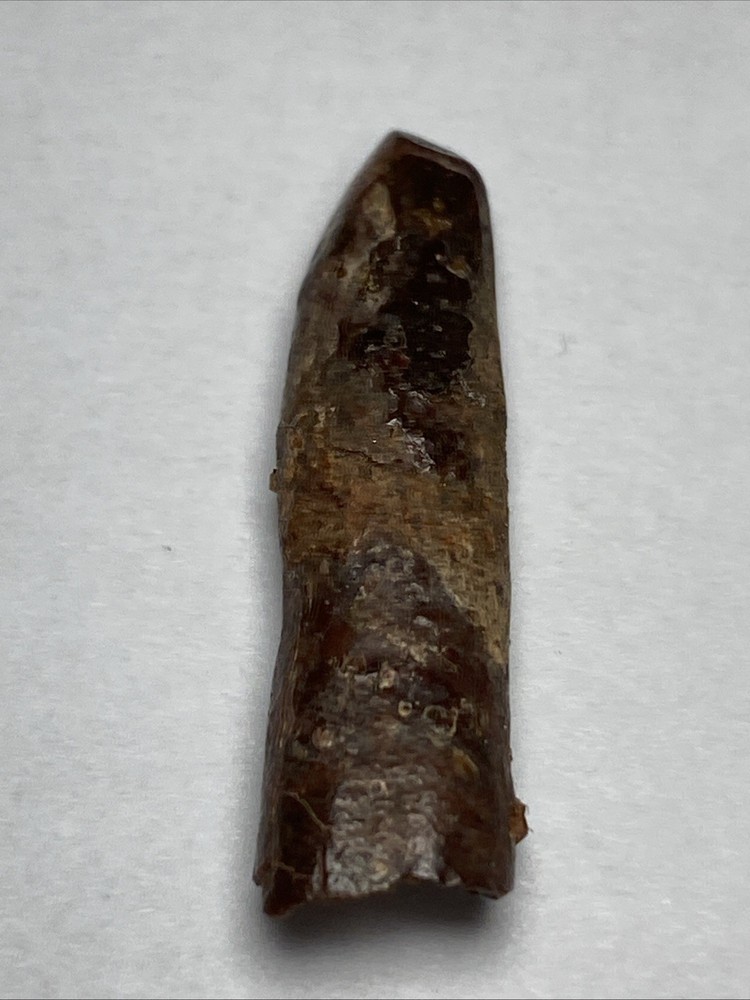Rebbachisaurus Tooth Rooted