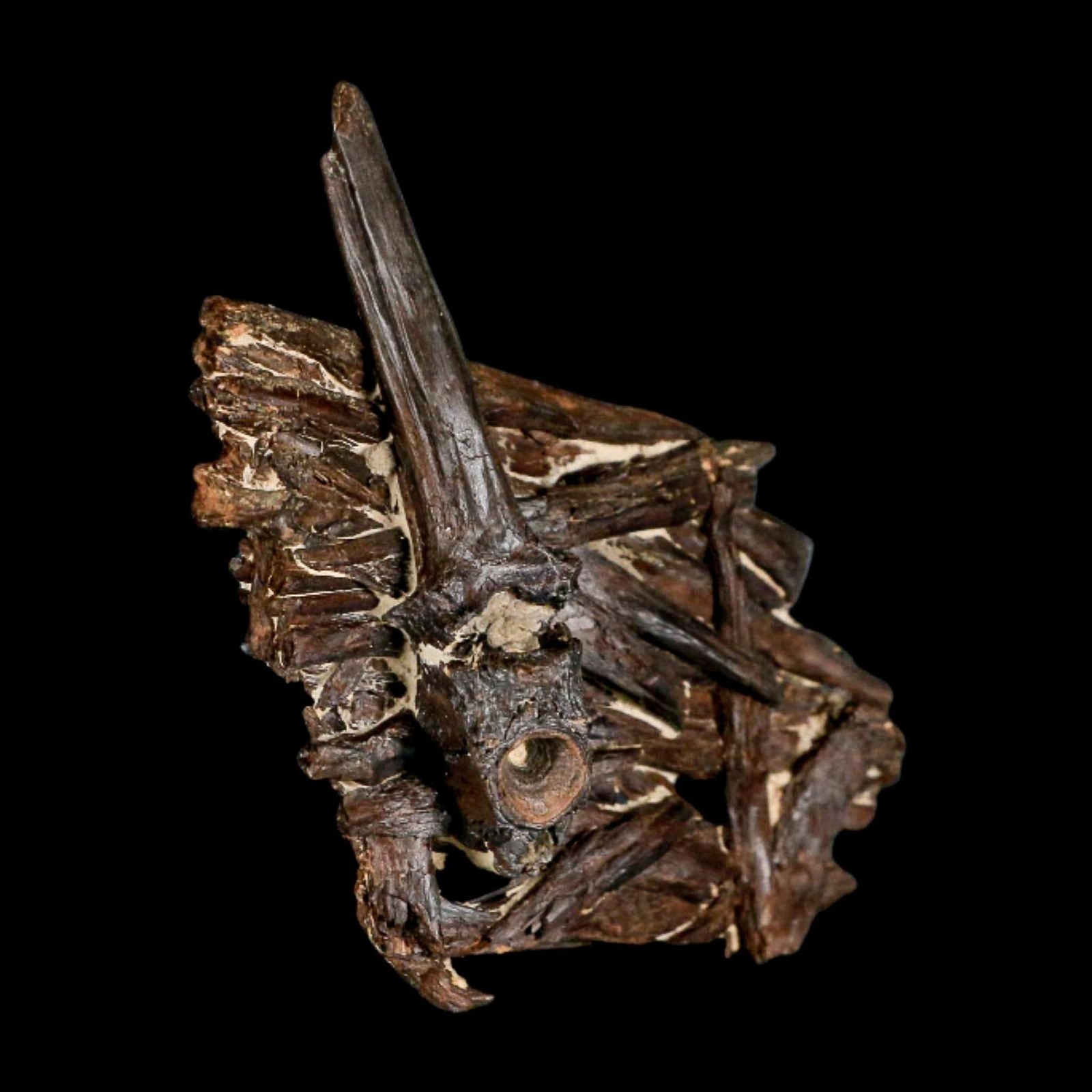 3.1" Unknown Fossil Vertebrae And Bones in Matrix Late Cretaceous Era Niobrara