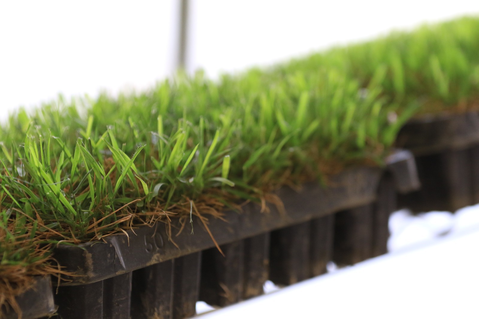 Zoysia Grass Plugs TWO TRAYS = 100 Plugs FREE SHIPPING Order Zoysia Lawn Now