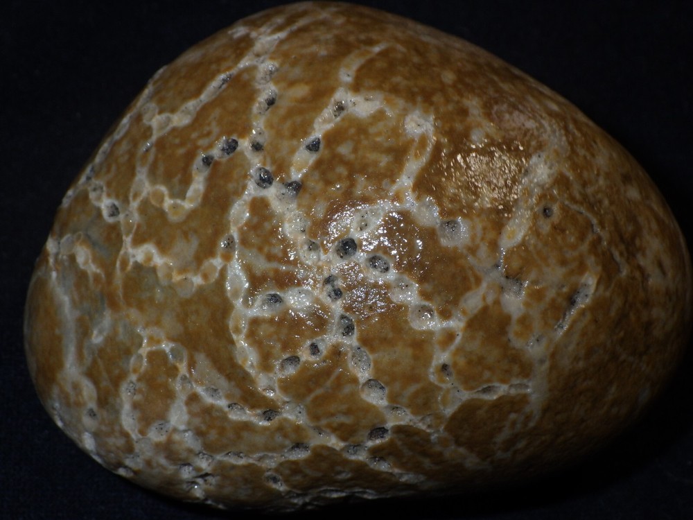 Chain Coral Halysites