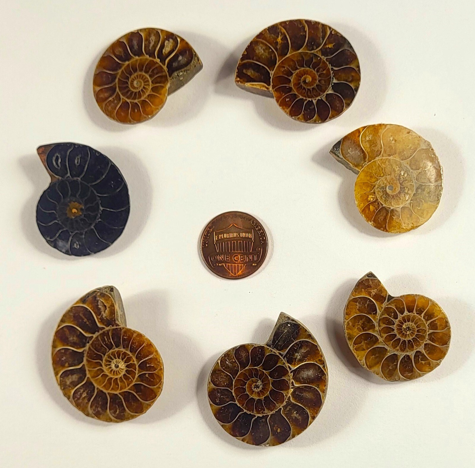 32mm Half Ammonite Spiral Fossil Shell Natural Fossilized Ammolite - Madagascar