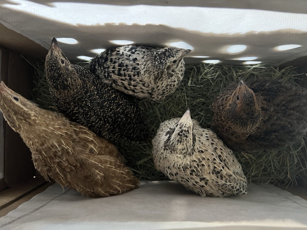 30 + mix count Coturnix hatching eggs